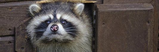 Racoon Proofing the Attic